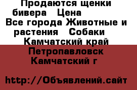 Продаются щенки бивера › Цена ­ 25 000 - Все города Животные и растения » Собаки   . Камчатский край,Петропавловск-Камчатский г.